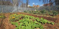 The food garden has been flourishing since its establishment in February