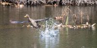 Up, up and away! Yellow-billed duck taking off. East London<br>