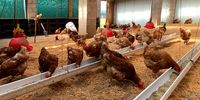 Rocklands Farm chickens at the coop. <br>(Photo: Supplied)