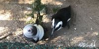 African penguin shaking its head at Boulders, Cape Town. Image: Maxine Rubin<br>