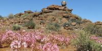 Desert beauties Niewoudtville. Image: Jane Turner