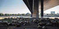 Sheep use the shade of a bridge to shelter from the sun during drought conditions on the banks of the River Rhine, in Duesseldorf, Germany, on Thursday, Aug. 11, 2022. The River Rhine is set to drop well below a critical depth over the weekend, signaling further turmoil for shipments of energy supplies on one of Europe's most vital waterways. Photographer: Ben Kilb/Bloomberg via Getty Images