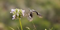 This fiscal flycatcher in my garden is feeding its juvenile with the ample worms from the lawn, and its amazing how watchful it is of the lens.