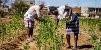 Hawkers Queen Makondo and Catherine Hlangwane pick Chomolia which will be later sold to their community.<br>Photo / Shiraaz Mohamed.