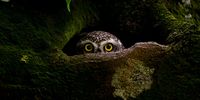 'The Captivating Eyes'. This spotted owlet was photographed from a hide at the National Botanical Garden of Bangladesh. During the day these amazing birds tend to hide in nests made in the holes of tree trunks, but they sometimes peep out to observe their surroundings with their captivating yellow eyes. © Protap Shekhor Mohanto, Bangladesh, Winner, National Awards, Sony World Photography Awards 2023