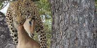 Leopard breakfast, Sabi sands