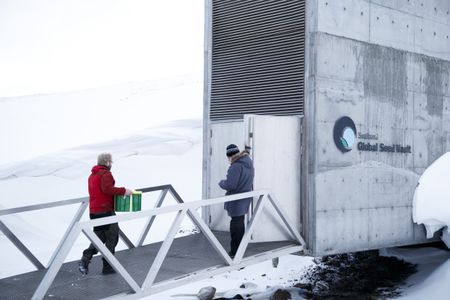 Arctic doomsday seed vault gets more than 14,000 new samples