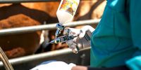 Vaccination delays expose inefficiencies in SA’s FMD response system