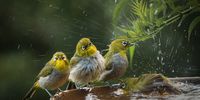 Bath time at The Crags. Image: David Collett
