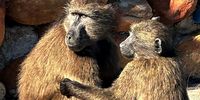 Don-Betty's baboons