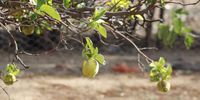 Quince tree in Rietbron, Karoo. Image: Erna Curry 