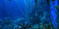 Opinion-Melle Kamp-Seaforest