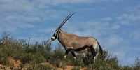 The gemsbok or oryx, lord of the desertlands. (Photo: Chris Marais)<br>