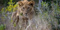 african-lion-book