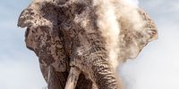 An African Legend blows off some dust. Photographer: Clint Ralph