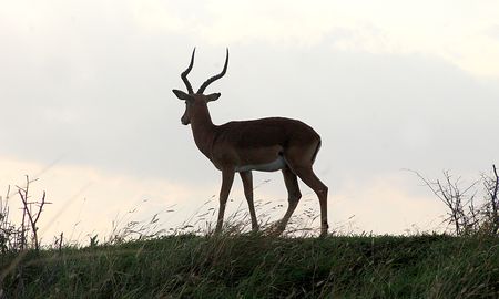 Envisioning the future: Will South Africa's protected areas survive in a changing world?