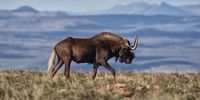 Black wildebeest, which only occur in South Africa, have a rather strange and distinctive profile. Image: Chris Marais