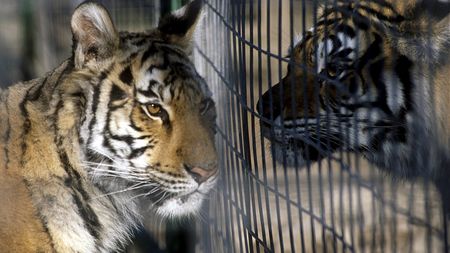 Where wild things are under threat, wildlife trade needs to be dealt with