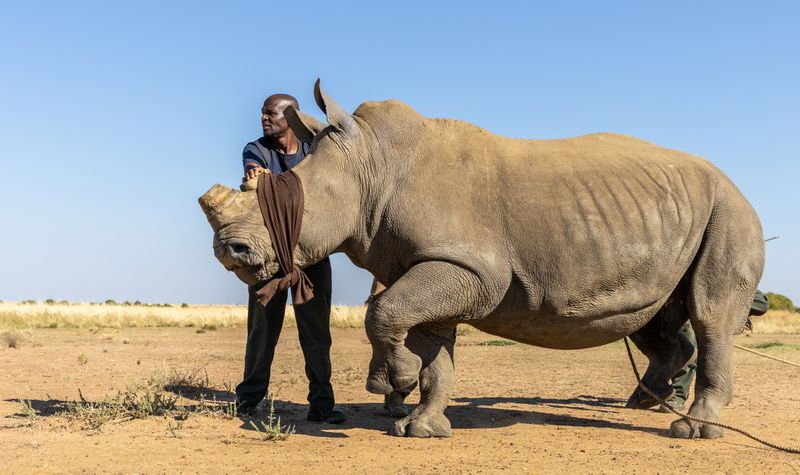 Tireless efforts to save rhinos and protect the environment