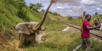Jasper Doest (the Netherlands) shows the final moments of extreme distress felt by an elephant hit by a train transporting manganese between the southern town of Moanda and Gabon’s capital Libreville. The collision shattered the elephant’s hip beyond repair. (Photo: © Jasper Doest / Wildlife Photographer of the Year)