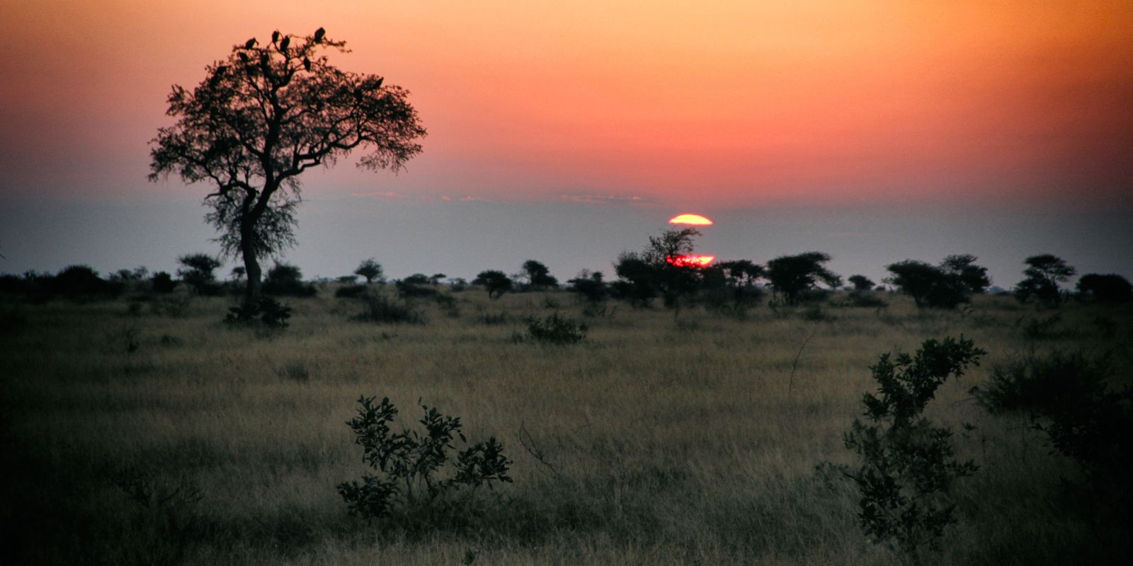 Vultures sit in trees silhouetted against the setting sun near Satara Camp in the Kruger National Park. The Kruger Park was a specific top destination within Mp