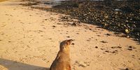 A young seal proudly enjoying his last day on earth. Thousands of Seals dying off Cape beaches.