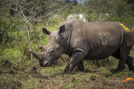 Loaded for Bear: African Parks has disgracefully sent more SA rhinos to repressive Rwanda