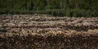 Kunda, Estonia<br>A "mountain" of trees in the open-air warehouse waiting to be processed inside the Estoninacell pulp factory, one of the largest Estonian companies. Estoniancell produces well-made cellulose for the production of quality consumables such as paper handkerchiefs, toilet paper and paper.</p>
<p>In Estonia, the companies that cut forests operate in full legality but the licenses exceed the amount of cutting allowed by the laws of the European community. Europe is close to losing its last virgin forests. Two thirds of these remaining areas are in Romania, and are critically threatened by illegal logging. According to the Environmental Investigation Agency, 49% of all timber cut in Romania is illegally harvested, but other countries such as Serbia, Ukraine, Poland and the Baltic states are also involved. The main consequence of huge deforestation is climate change, but the negative effects on the environment are numerous, and include flooding, loss of biodiversity and desertification. © Antonio Faccilongo, Italy, Shortlist, Professional, Environment, 2021 Sony World Photography Awards
