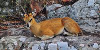 A klipspringer at peace on a rock along the main Skukuza-Letaba road in the middle Kruger National Park. Photo: Lucas Ledwaba/Mukurukuru Media