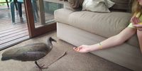 A Hadeda in my lounge eating cheese from my grand-daughter's hand. Image: Mike Young