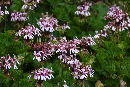 The humble Karoo bloom that went global, transforming window boxes around the world