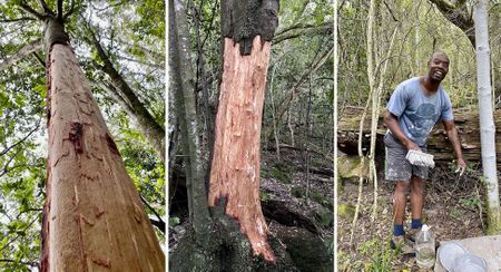 Painting the future: How an actuary is transforming Newlands Forest’s fight against poaching