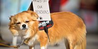 DUNDEE, SCOTLAND - SEPTEMBER 29: A dog belongingto a staff member from Dundee University joins a rally in City Square on the first day of a five day strike on September 29, 2021 in Dundee, Scotland. Earlier this month, Unison union members voted to support a strike action after the university proposed changes to pension plans for some employees. (Photo by Jeff J Mitchell/Getty Images)