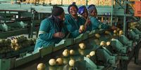 ‘Parallel governance’ — Sundays River citrus farmers fill the cracks in municipal service delivery