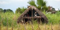 In the early 2000s, farmers in the coastal shrublands of Tanzania started building makeshift huts in their fields so they could  protect crops from nocturnal pests. These shelters offered little protection from lions that hunted at night for bushpigs. (Photo: Craig Packer)<br>