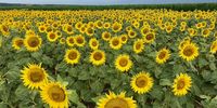 Look at us. Sunflowers in Hungary. Image: Chris Spies