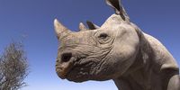 Desert black rhinoceros (Diceros bicornis bicornis)</p>
<p>Addo Elephant National Park; Eastern Cape; South Africa, Critically endangered species