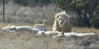 A group of white adult lions kept at a safari-type open enclosure, used in lion tourism/farm exploitation in South Africa. (Photo: World Animal Protection / Roberto Vieto)
