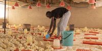 Dalphine-Poultry