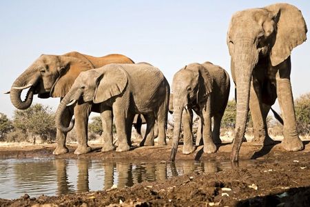 Will SA’s new elephant strategy truly safeguard their future?