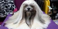 Photo Essay- Westminster Dog Show