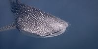 Whale shark over Ningaloo Reef, Western Australia. (Photo: Peter & Beverly Pickford Wildlife Photography)