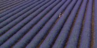 An aerial view of Lorna Roberts, checking the lavender crop ahead of the start of the harvest at Castle Farm on July 16, 2025 in Eynsford, England. Castle Farm, based in Shoreham, Kent is the largest lavender producer in the UK, growing and harvesting over 100 acres annually. This year the UK’s record-breaking dry and sunny spring, paired with a mild winter, has encouraged the blooms of the native Mediterranean plant to peak 10 days earlier than usual at Castle Farm. Warm, dry weather helps the plant build up more of the essential oils, which are distilled on site hours after the harvest. (Photo by Dan Kitwood/Getty Images)
