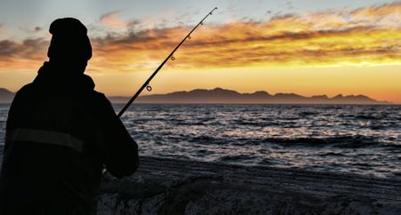 Where have all the Great White Sharks gone?