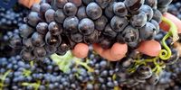 South African Wineries Harvest Amid Extreme Heatwave