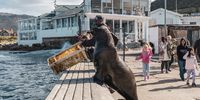 Male seal fed by a resident in Kalk Bay harbour.(Photo: GunnarOberhosel)