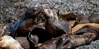 Cape Fur seals at Yzerfontein, captured in the new Out of the Blue documentary about the mystery of Cape Fur Seals. (Photo: Out of the Blue director and cinematographer Floris Tils)