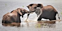 Botswana’s huge elephant gamble could destroy its ‘conservation reputation’, say scientists