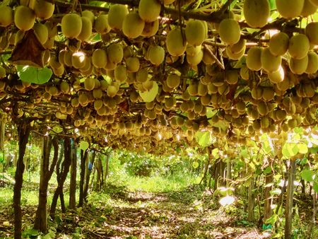 SA kiwi fruit farmers have a window of opportunity to go global thanks to new techniques and varieties