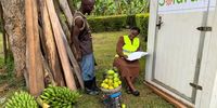 The sweet lessons of a family’s rotten tomatoes